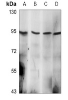 HSP90 alpha Mouse Monoclonal Antibody