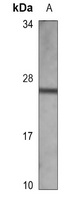 CD3e Mouse Monoclonal Antibody