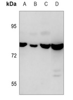 Calpain 1 Mouse Monoclonal Antibody