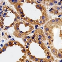 Calpain 1 Mouse Monoclonal Antibody