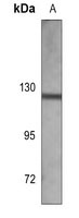 CD115 Mouse Monoclonal Antibody