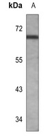 FYN Mouse Monoclonal Antibody