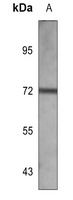 ALPP Mouse Monoclonal Antibody