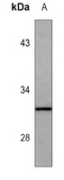 MBP Mouse Monoclonal Antibody