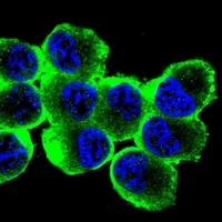 MBP Mouse Monoclonal Antibody