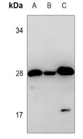 DENR Mouse Monoclonal Antibody