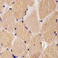 DENR Mouse Monoclonal Antibody