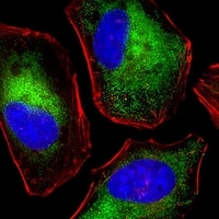 DENR Mouse Monoclonal Antibody