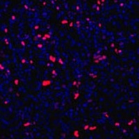 KLF4 Mouse Monoclonal Antibody