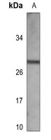 Lambda light chain Mouse Monoclonal Antibody