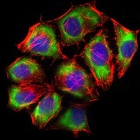 GLUT4 Mouse Monoclonal Antibody