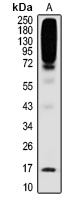 SUMO2/3 Mouse Monoclonal Antibody