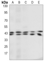 ERK1/2 Mouse Monoclonal Antibody