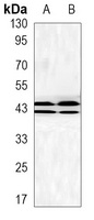 ERK1/2 Mouse Monoclonal Antibody