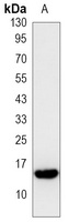 Histone H2A.X (Phospho-S139) Mouse Monoclonal Antibody