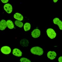 Histone H2A.X (Phospho-S139) Mouse Monoclonal Antibody