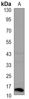 Histone H2A.X (Phospho-S139) Mouse Monoclonal Antibody
