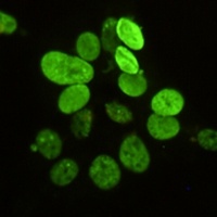 Histone H2A.X (Phospho-S139) Mouse Monoclonal Antibody