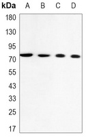 Lamin A/C Mouse Monoclonal Antibody