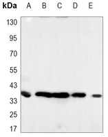PCNA Mouse Monoclonal Antibody