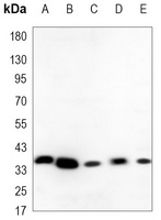 PCNA Mouse Monoclonal Antibody