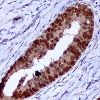 PCNA Mouse Monoclonal Antibody