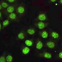 PCNA Mouse Monoclonal Antibody