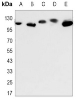 DDB1 Mouse Monoclonal Antibody