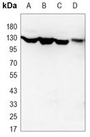 JAK1 Mouse Monoclonal Antibody