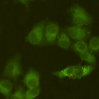 JAK1 Mouse Monoclonal Antibody