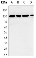 JAK1 Mouse Monoclonal Antibody
