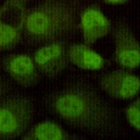 DNA-PKcs Mouse Monoclonal Antibody