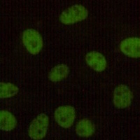 DNA-PKcs Mouse Monoclonal Antibody
