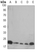 HP1 gamma Mouse Monoclonal Antibody