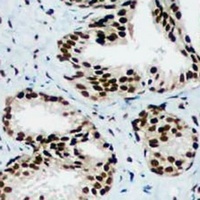 HP1 gamma Mouse Monoclonal Antibody