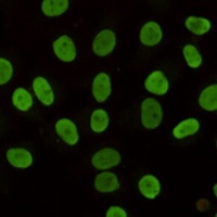 HP1 gamma Mouse Monoclonal Antibody