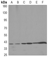 Beta-actin Mouse Monoclonal Antibody