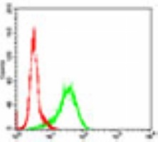 GSK3 beta Mouse Monoclonal Antibody
