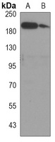 CD45 Mouse Monoclonal Antibody
