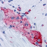 Synaptophysin Mouse Monoclonal Antibody