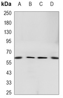 LPP Mouse Monoclonal Antibody