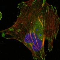 LPP Mouse Monoclonal Antibody