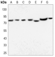 HSP90 alpha Mouse Monoclonal Antibody
