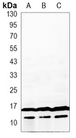 LC3A/B Mouse Monoclonal Antibody