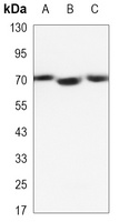 Lamin B2 Mouse Monoclonal Antibody