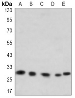 RPS6 Mouse Monoclonal Antibody