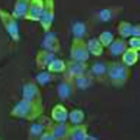 RPS6 Mouse Monoclonal Antibody