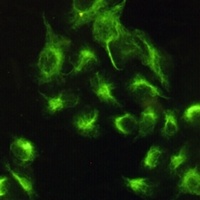 Vimentin Mouse Monoclonal Antibody