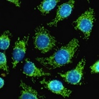 HSP60 Mouse Monoclonal Antibody