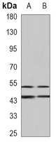 JNK1 Mouse Monoclonal Antibody